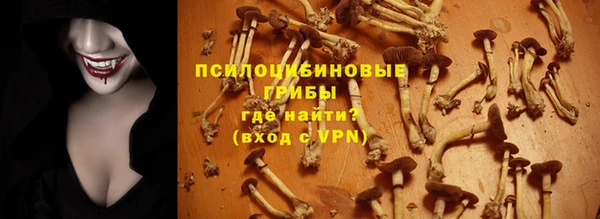 хмурый Аркадак