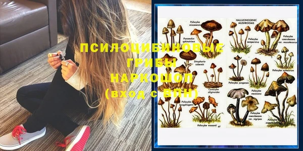 хмурый Аркадак