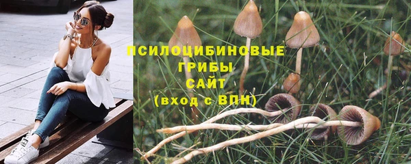хмурый Аркадак